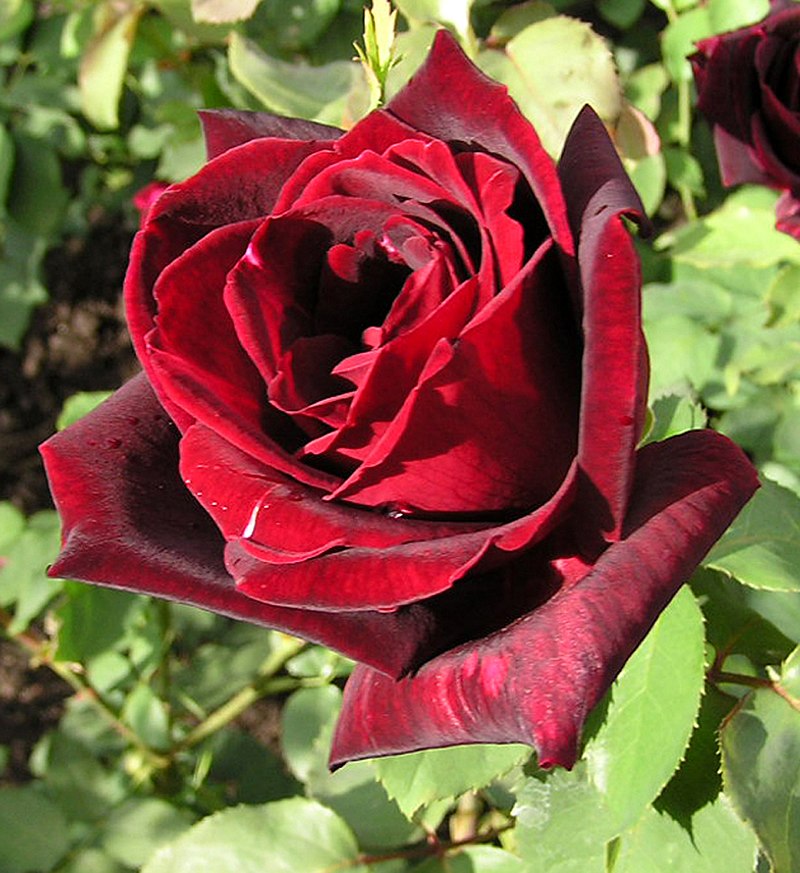 Fondant Parfumé Rose