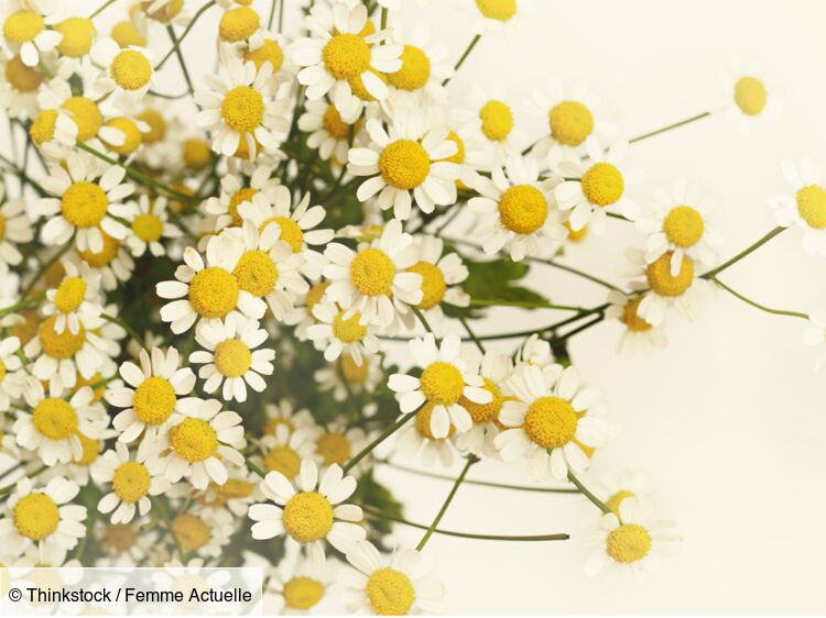 🌼 Fondant Parfumé – Douce Camomille