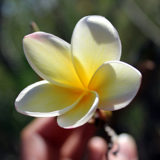 Fondant Parfumé Fleur de Tiaré